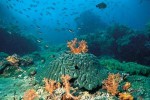 Красоты подводного мира в ОАЭ