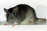 Популяция московских крыс превышает численность жителей города