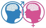 Женский и мужской мозг различаются по устройству