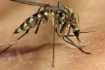 В Италии назначают штраф жителям, не борющимся с комарами