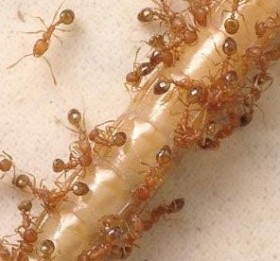 Выбор современных препаратов против тараканов и муравьев